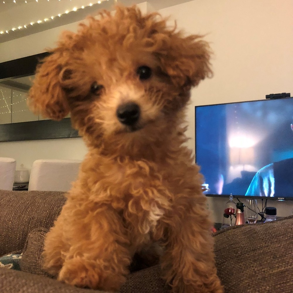 Meet your Posher, Vivian